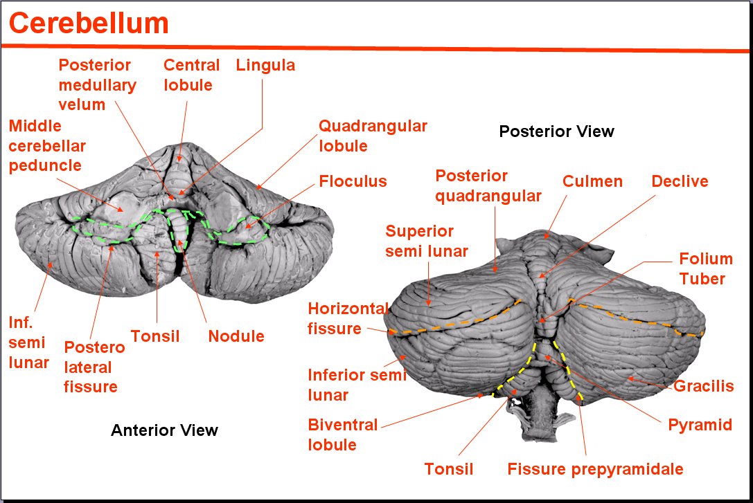 Salamons Neuroanatomy And Neurovasculature Web Atlas Resource